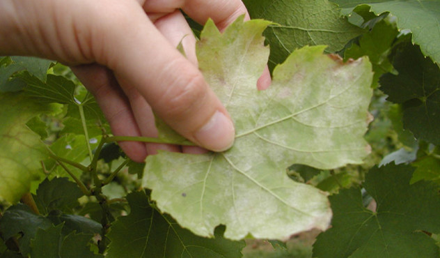 Kulturen - Wein - Pflanzenschutz