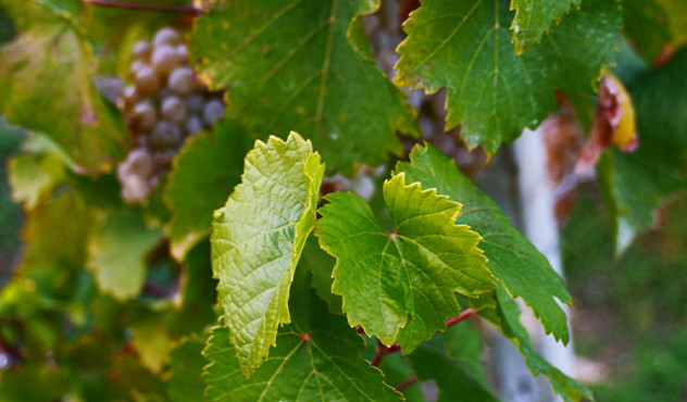 Kulturen - Wein - Rebpflanze