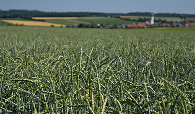 Kultur - Getreide - Dinkelfeld