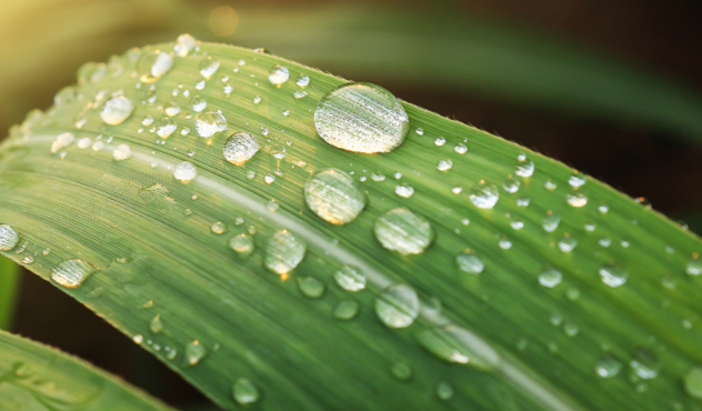 Wassertropfen auf Blatt