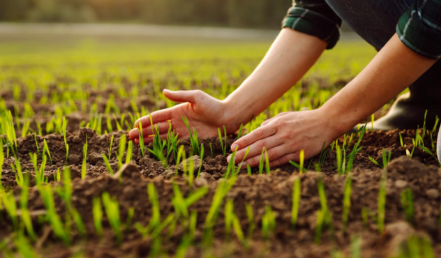 Farmer mit jungem Getreide
