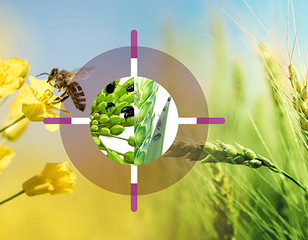 Produkte - Insektizide - MAVRIK VITA