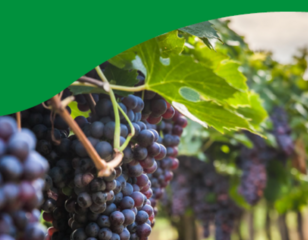 Weincard 910x490px.png
