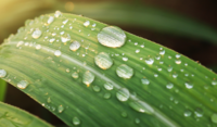 Wassertropfen auf Blatt