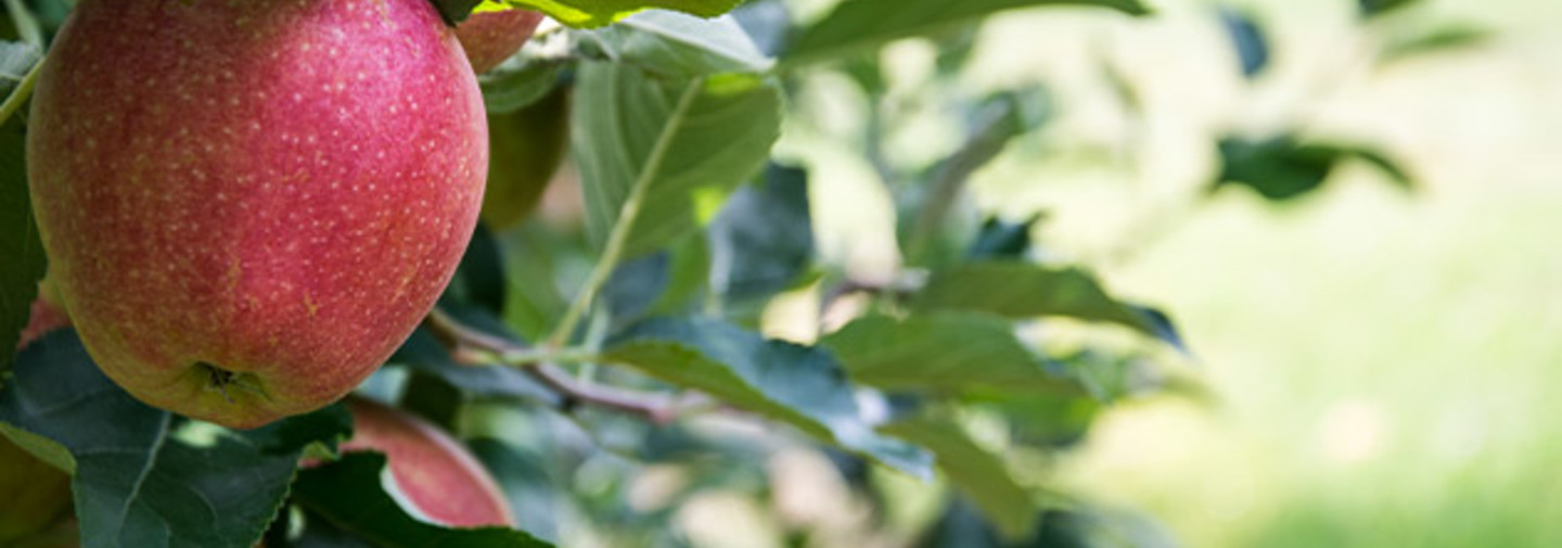 Kulturen - Obstbau - Content - Apfelbaum