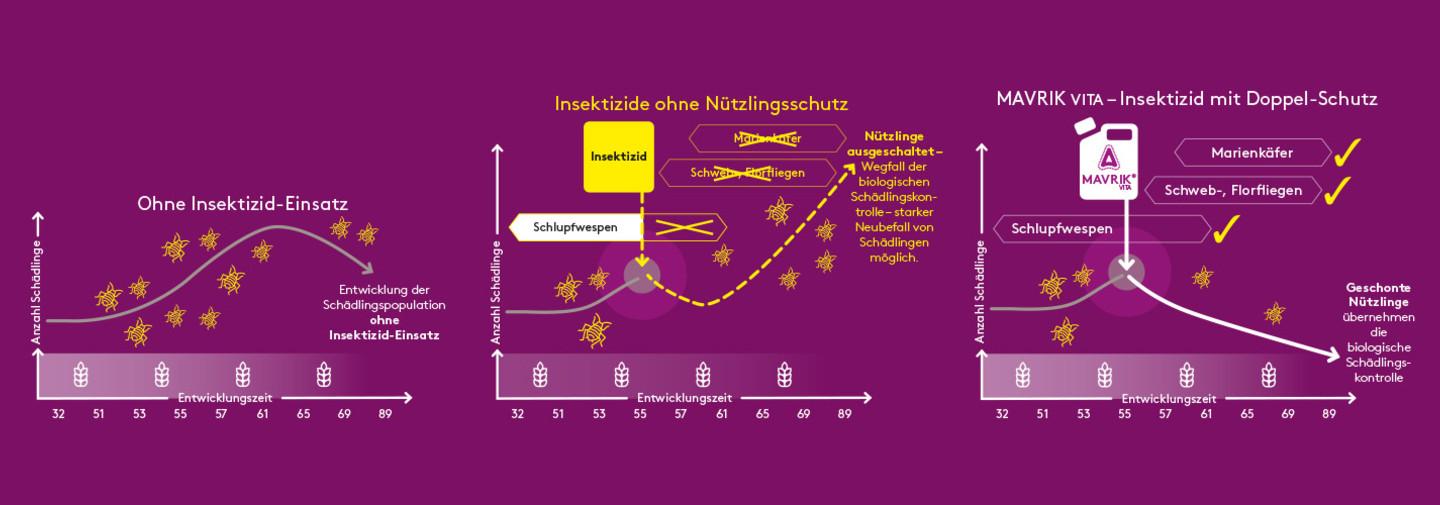 Landwirt mit Verantwortung - Content - Populationsynamik Getreideschädlinge