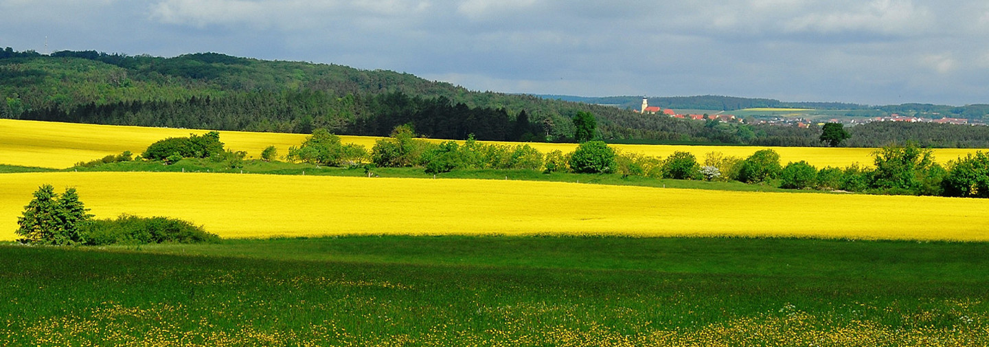 Kultur - Raps - Rapsfeld