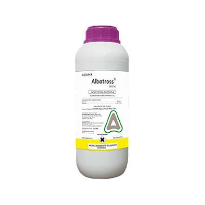 Albatross