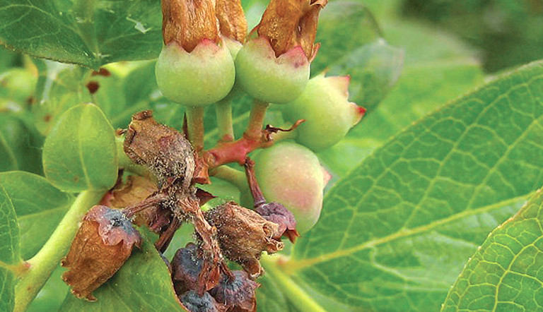 Arándano con Botrytis