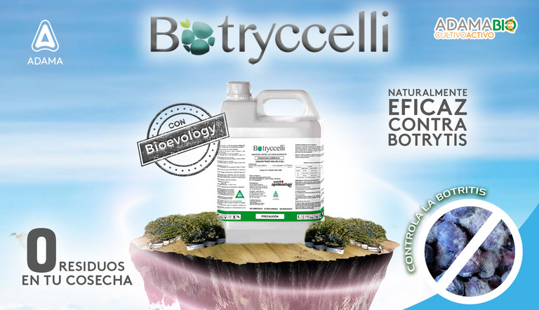 Botryccelli biofungicida para arándano