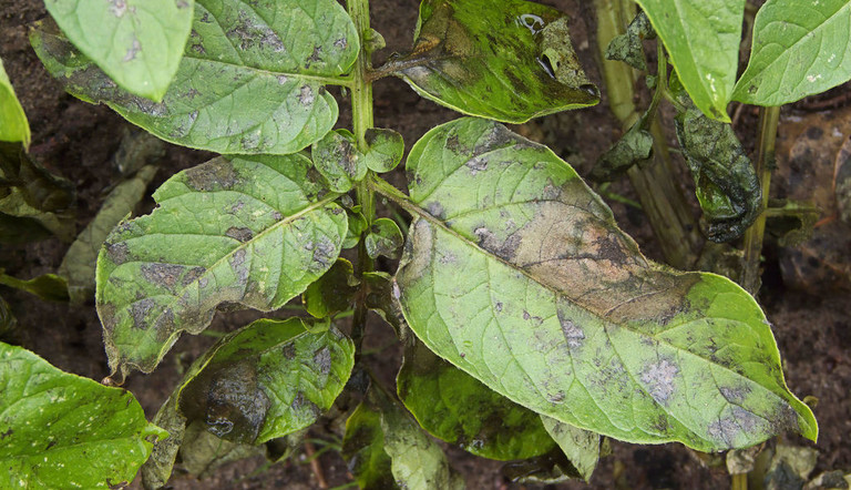 hoja de cultivo de papa atacada por "rancha"