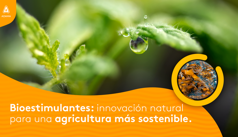 Bioestimulante Kelp 100