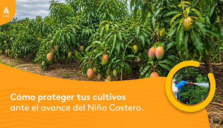 Protección de cultivos ante el fenómeno del Niño