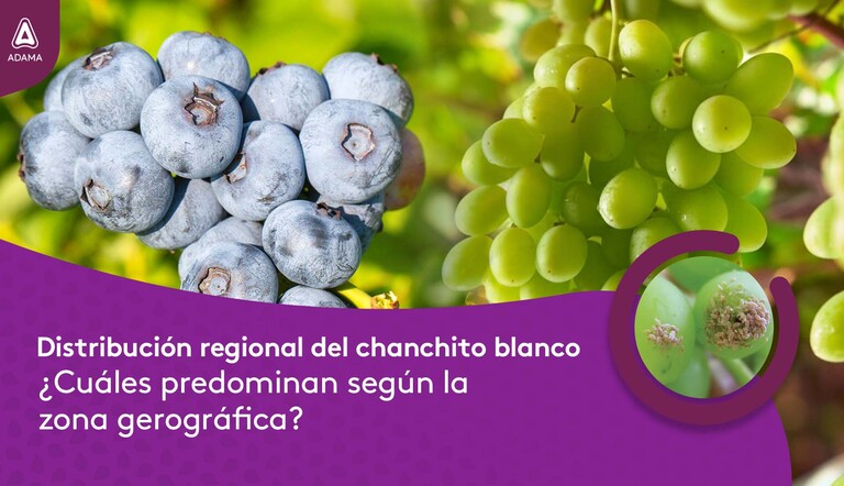 CHANCHITO BLANCO EN CULTIVOS DE EXPORTACIÓN 