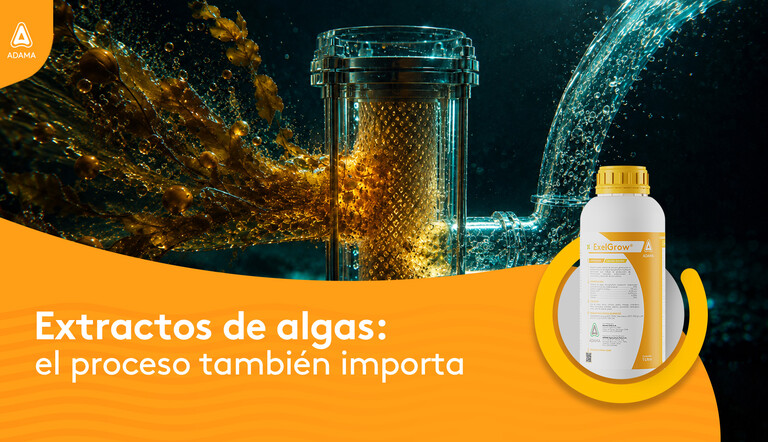 Extracto de algas