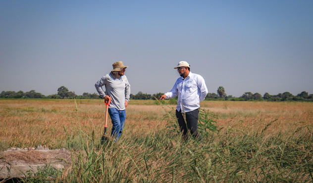 Agricultor Lambayeque arroz