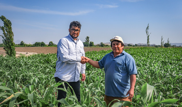 Agricultor Lambayeque maiz Agricultor Lambayeque maiz