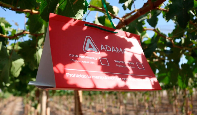 Feromonas Adama para Cochinilla harinosa