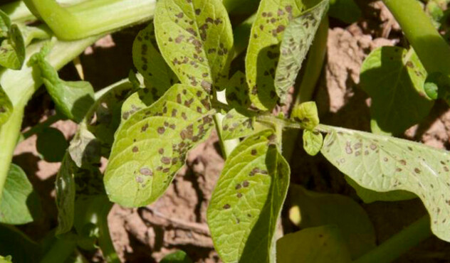 Alternaria solani en papa