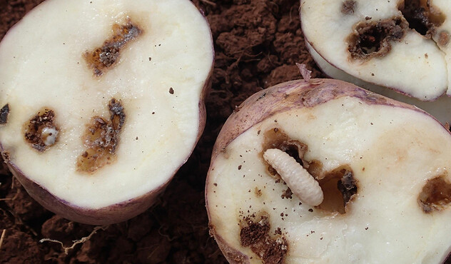 cultivo de papa atacado por gorgojo de los andes