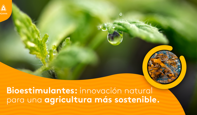 Bioestimulante Kelp 100