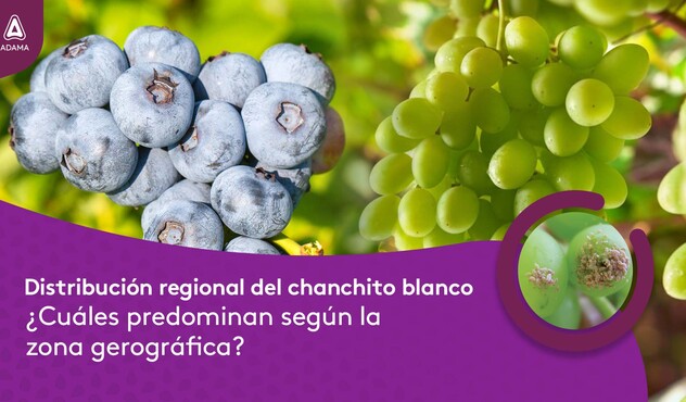 CHANCHITO BLANCO EN CULTIVOS DE EXPORTACIÓN 