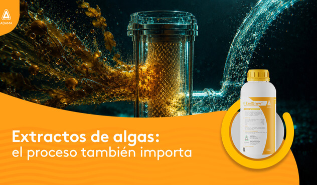 Extracto de algas