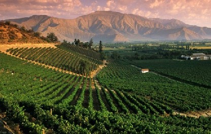 Uva de mesa campo