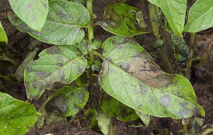 hoja de cultivo de papa atacada por "rancha"