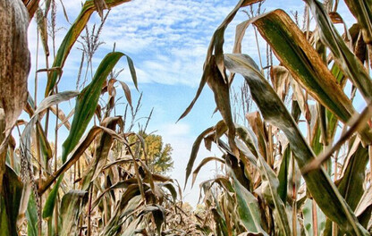 Campo de maíz infectado con Phyllacora 