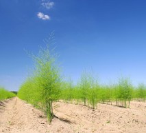 Banner SIC Espárrago