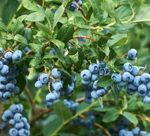 Banner SIC Arándanos