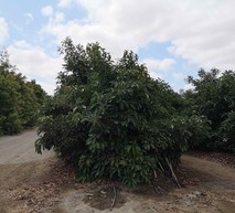 foto-sic-palto