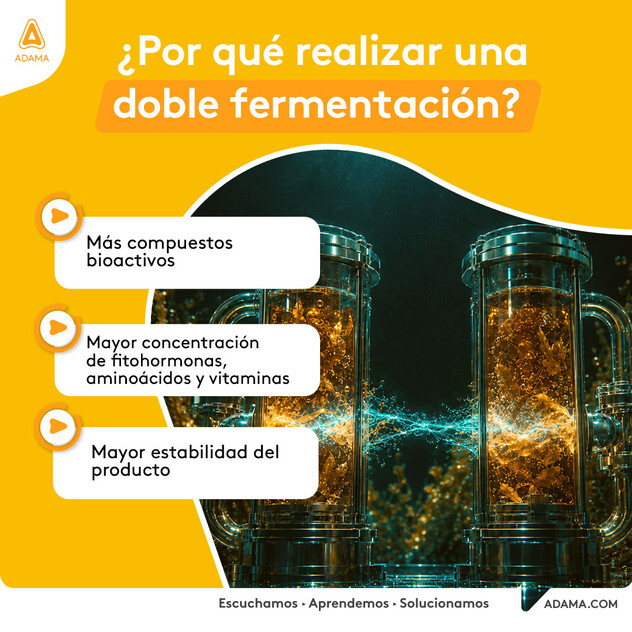 Más concentración de fitohormonas