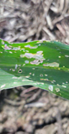 Daño en hoja de maíz amarillo duro causada por cogollero