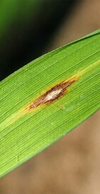 Daño en hojas