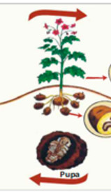 Ciclo biológico del Gorgojo de los Andes