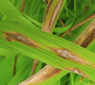 Quemado en la hoja de arroz