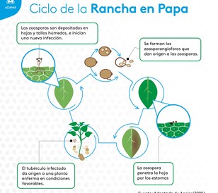 cultivo de papa