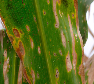 Mancha del asfalto en hoja de maíz