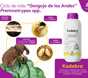 Gorgojo de los Andes