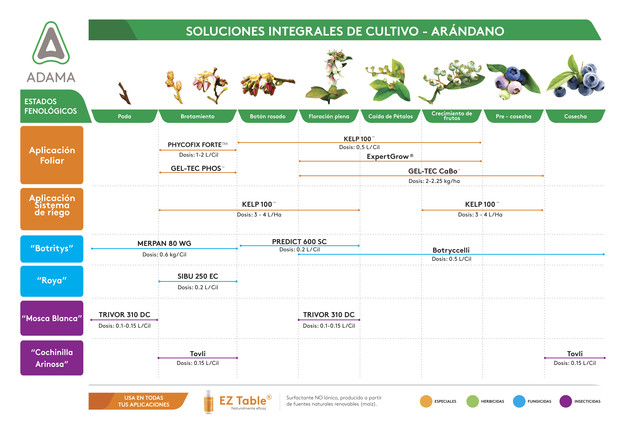 Fenograma SIC Arándano