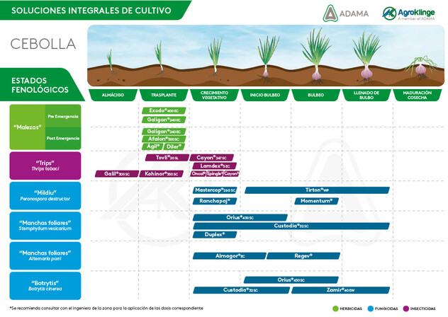 Recomendación cultivo de cebolla Adama