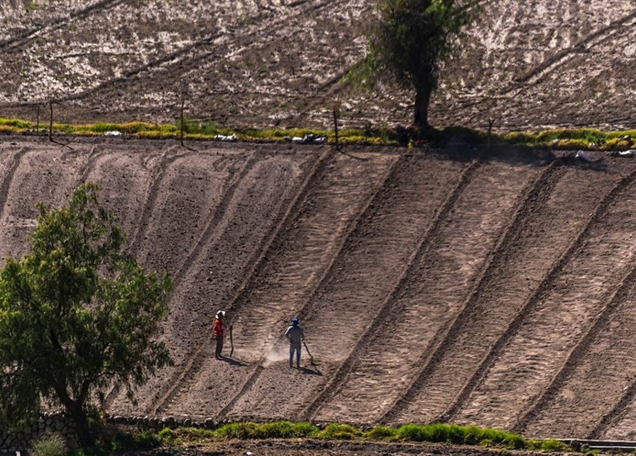 Labrando tierra