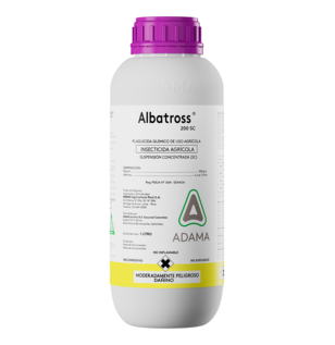 Albatross