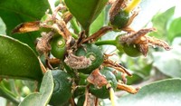 Botrytis Banner Citricos