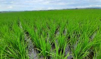 Cultivo de arroz
