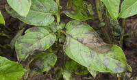 hoja de cultivo de papa atacada por "rancha"