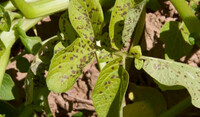 Alternaria solani en papa
