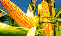 Cultivo de maíz